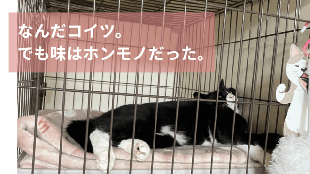 なんだコイツ