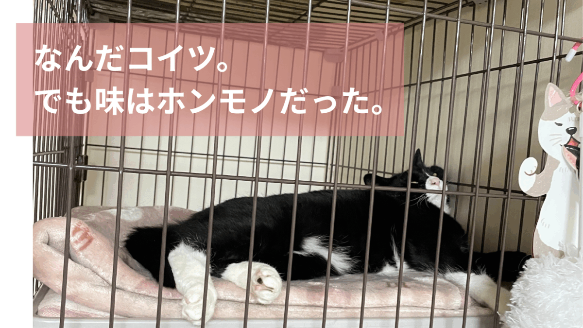なんだコイツ
